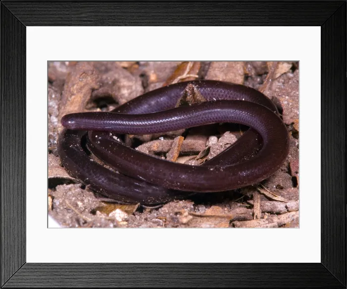 Framed Print : Brahminy Blindsnake