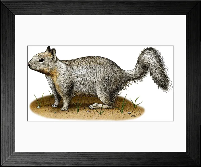 Framed Print : Ground Squirrel