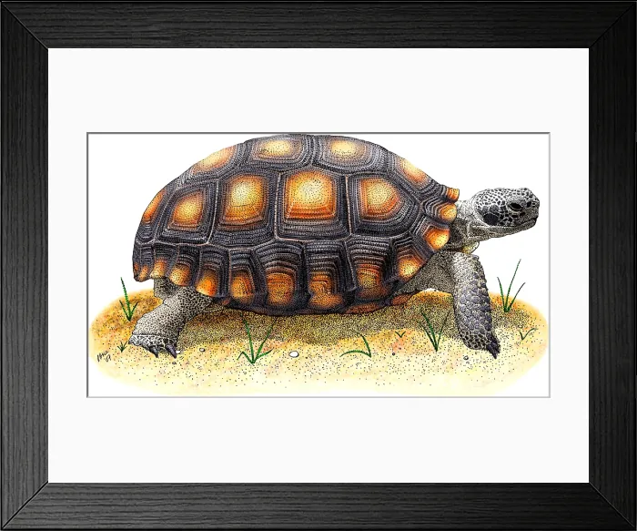 Framed Print : Desert Tortoise Framed Print : Desert Tortoise