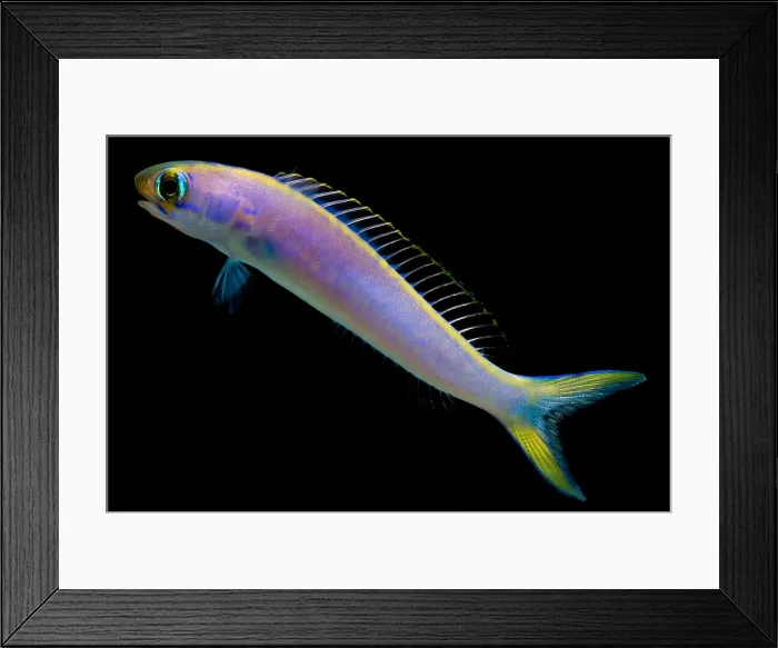 Framed Print : Flashing tilefish Framed Print : Flashing tilefish