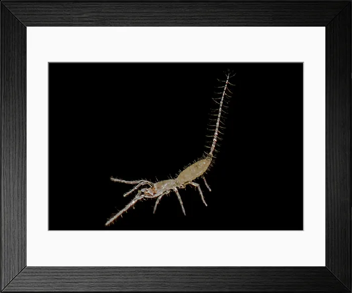 Framed Print : Palpigrade Framed Print : Palpigrade