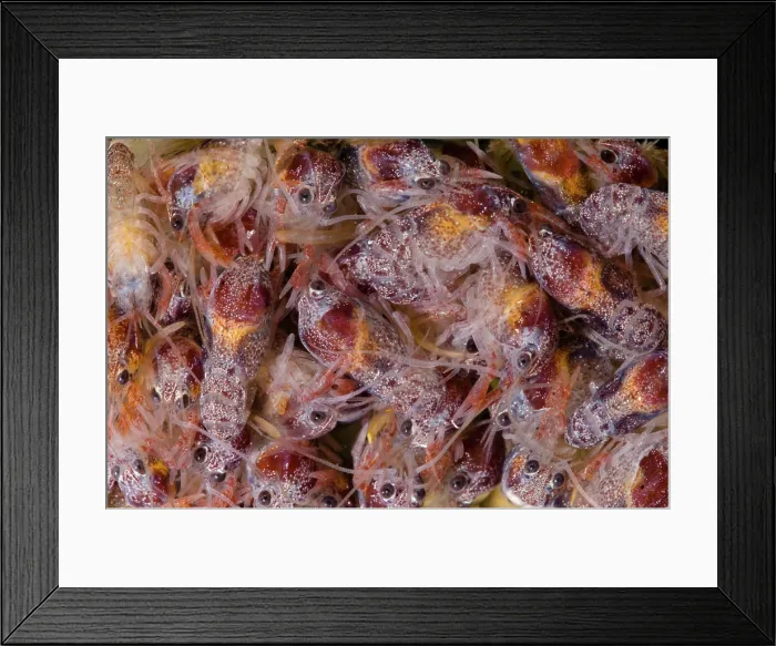 Framed Print : Chilean crayfish, Samastacus spinifrons Framed Print : Chilean crayfish, Samastacus spinifrons