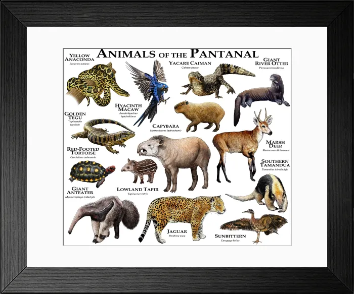 Framed Print : Animals of the Pantanal