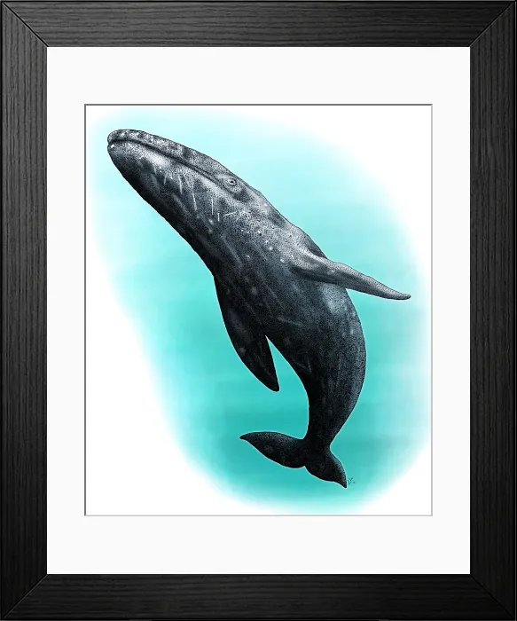 Framed Print : Gray Whale Framed Print : Gray Whale