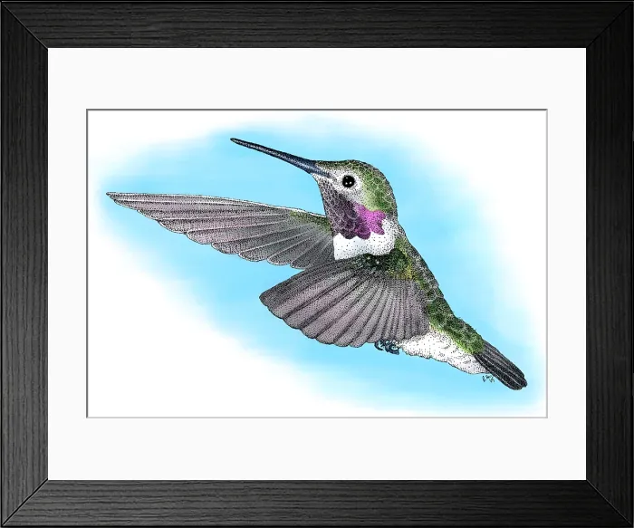 Framed Print : Broad-Tailed Hummingbird