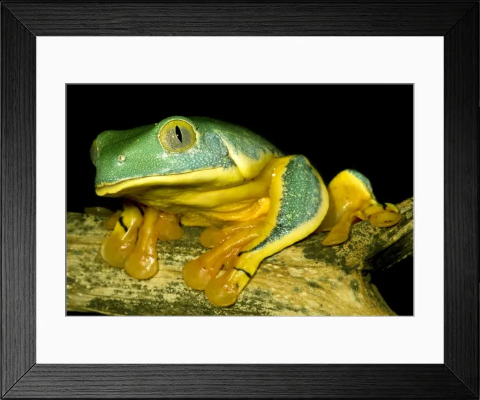 Framed Print : Splendid Leaf Frog Framed Print : Splendid Leaf Frog