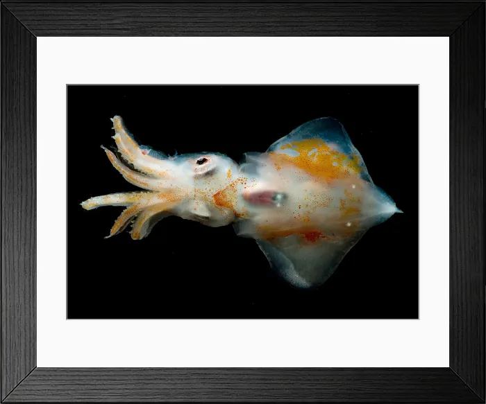 Framed Print : Ruppell's Octopus Squid Framed Print : Ruppell's Octopus Squid
