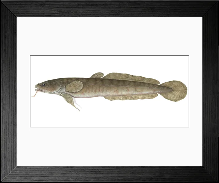 Framed Print : Burbot. Illustration of a burbot (Lota lota) Framed Print : Burbot. Illustration of a burbot (Lota lota)