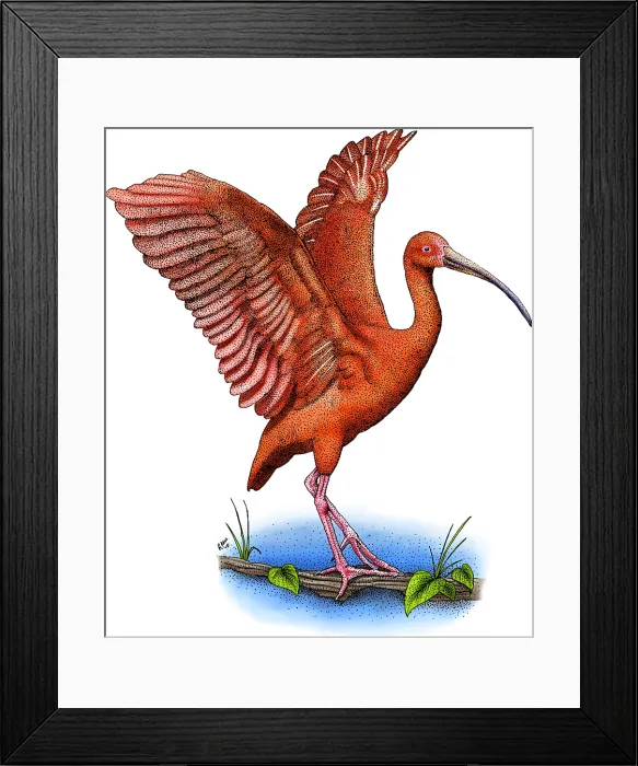 Framed Print : Scarlet Ibis