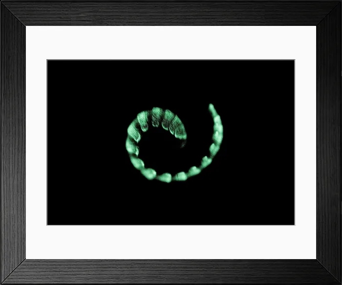 Framed Print : Bioluminescent millipede Framed Print : Bioluminescent millipede