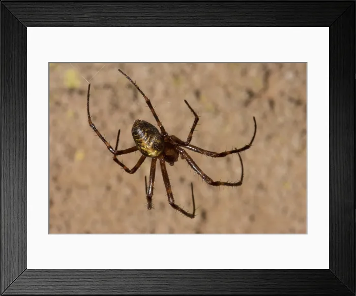 Framed Print : Spider (Meta ovalis) Framed Print : Spider (Meta ovalis)