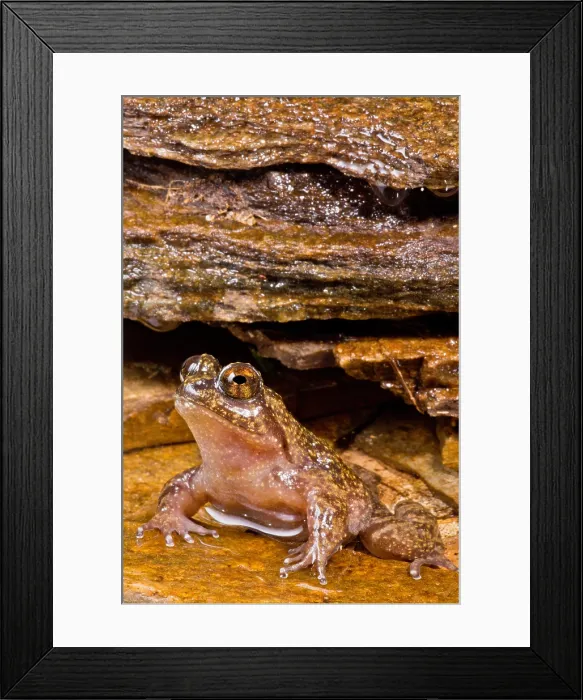 Framed Print : Mehu n Green Frog