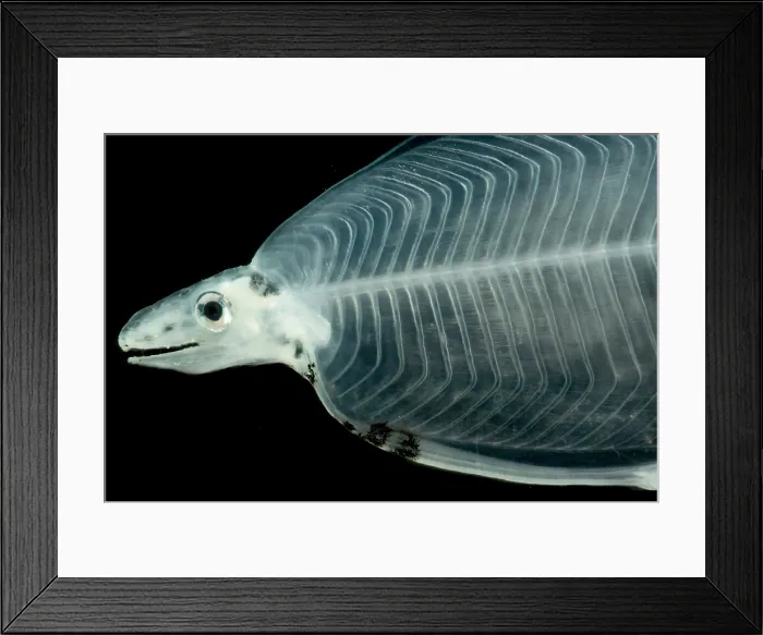 Framed Print : Larval Eel Framed Print : Larval Eel