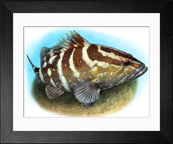 Framed Print : Nassau Grouper Framed Print : Nassau Grouper