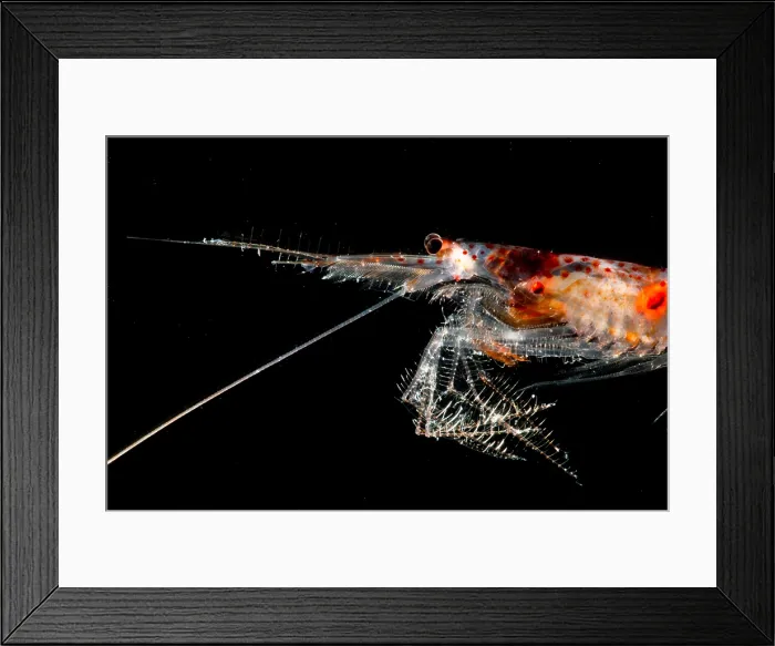 Framed Print : Mesopelagic Crustacean (Sergestes sp.) Framed Print : Mesopelagic Crustacean (Sergestes sp.)