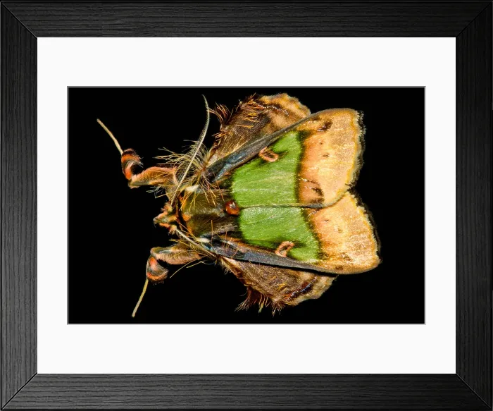 Framed Print : Colorful Cryptic Moth Framed Print : Colorful Cryptic Moth
