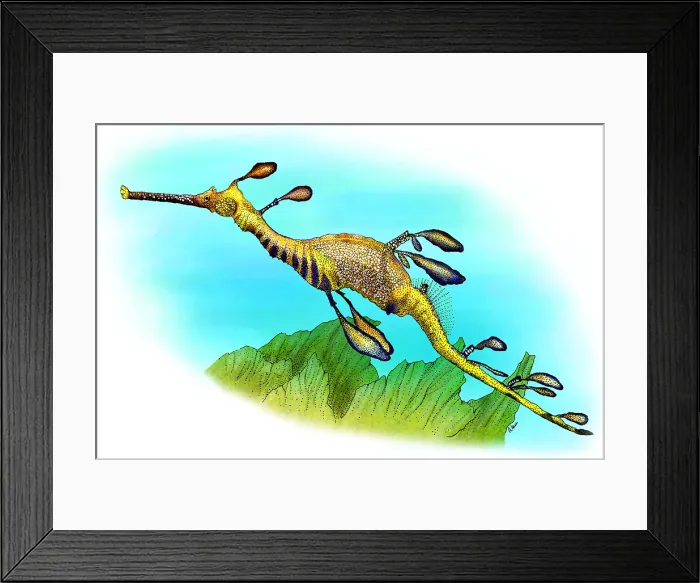 Framed Print : Weedy Sea Dragon