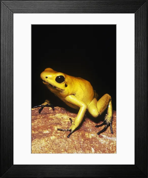 Framed Print : Golden Poison Frog, orange phase Framed Print : Golden Poison Frog, orange phase