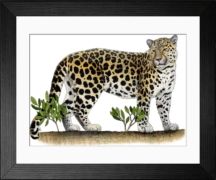 Framed Print : Amur Leopard