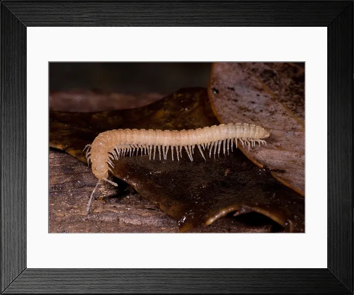 Framed Print : Subterranean millipede Framed Print : Subterranean millipede