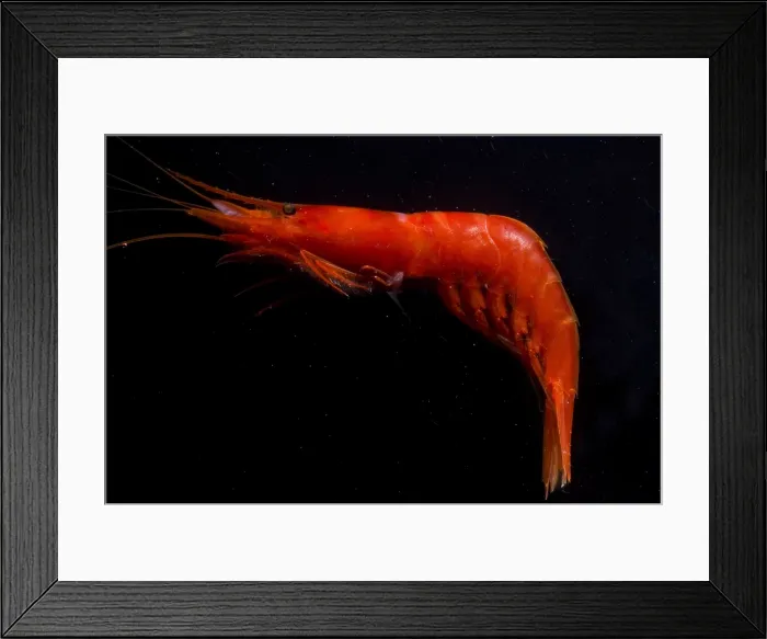 Framed Print : Deep Sea Prawn Framed Print : Deep Sea Prawn