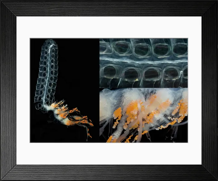 Framed Print : Siphonophore Colony Framed Print : Siphonophore Colony