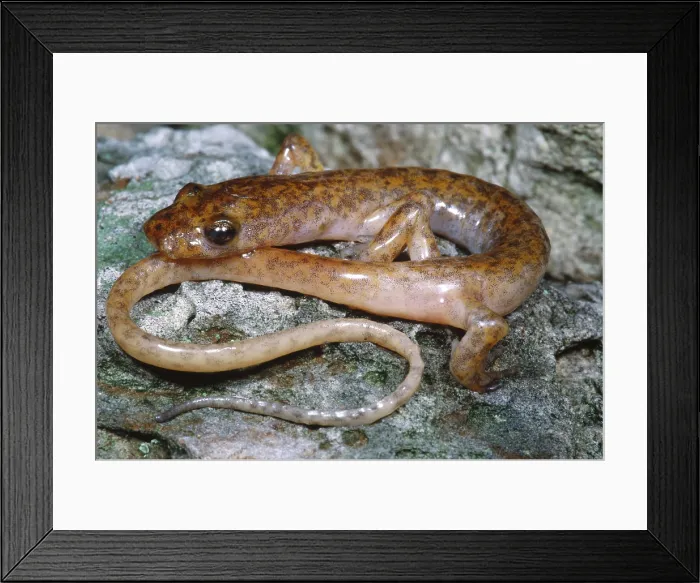 Framed Print : Cave Salamander