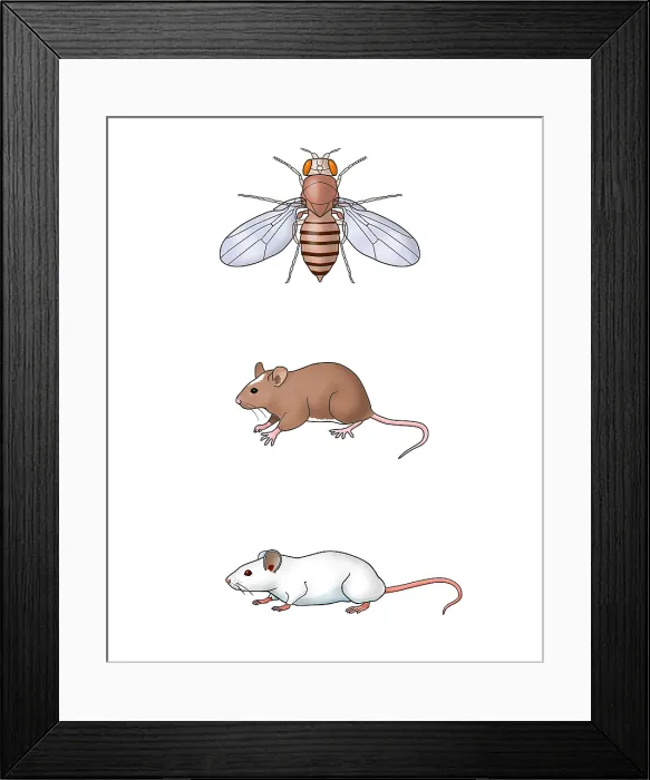 Framed Print : Genetic Icons, Illustration Framed Print : Genetic Icons, Illustration