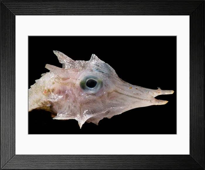 Framed Print : Armored Sea Robin (family Peristediidae) Framed Print : Armored Sea Robin (family Peristediidae)