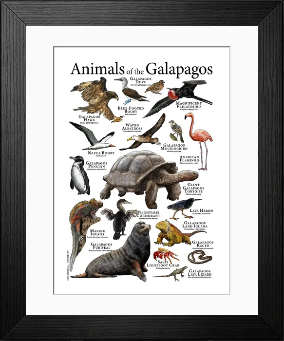 Framed Print : Animals of The Galapagos Framed Print : Animals of The Galapagos