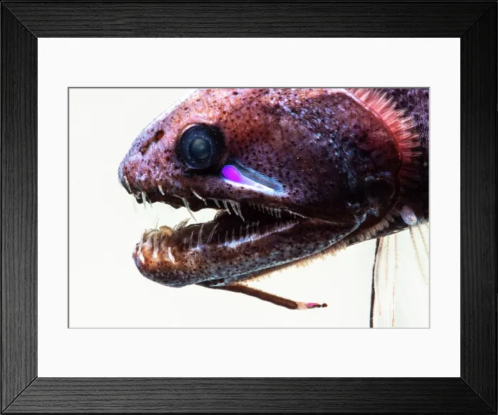 Framed Print : Threadfin Dragonfish, Echiostoma barbatum Framed Print : Threadfin Dragonfish, Echiostoma barbatum