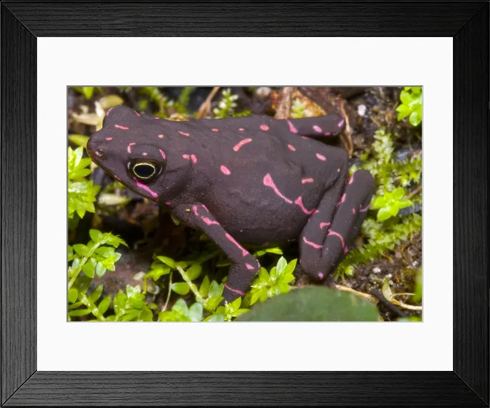 Framed Print : Harlequin Frog Framed Print : Harlequin Frog
