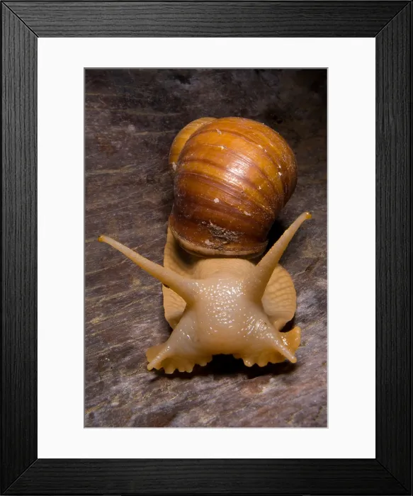 Framed Print : Popelair's Megasnail Framed Print : Popelair's Megasnail