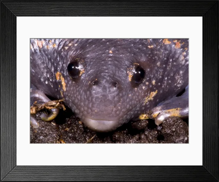 Framed Print : Mexican Burrowing Toad Framed Print : Mexican Burrowing Toad