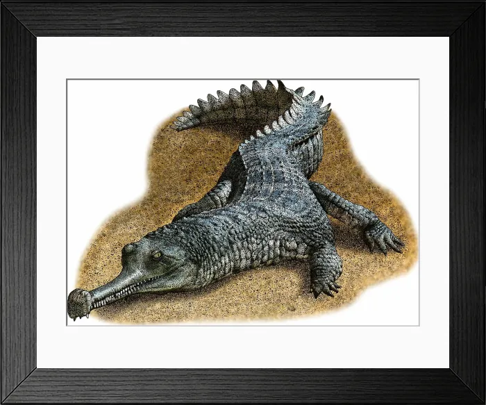 Framed Print : Indian Gharial Framed Print : Indian Gharial