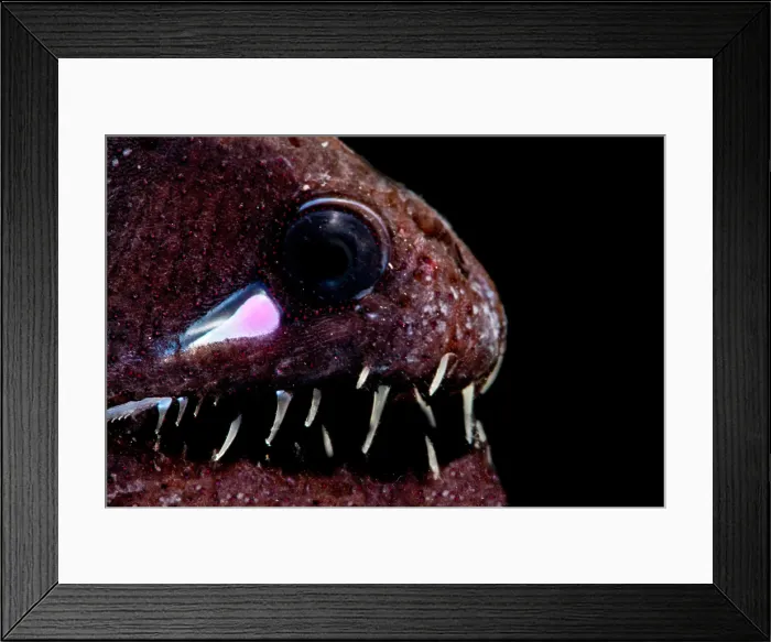 Framed Print : Light organ of Threadfin Dragonfish Framed Print : Light organ of Threadfin Dragonfish