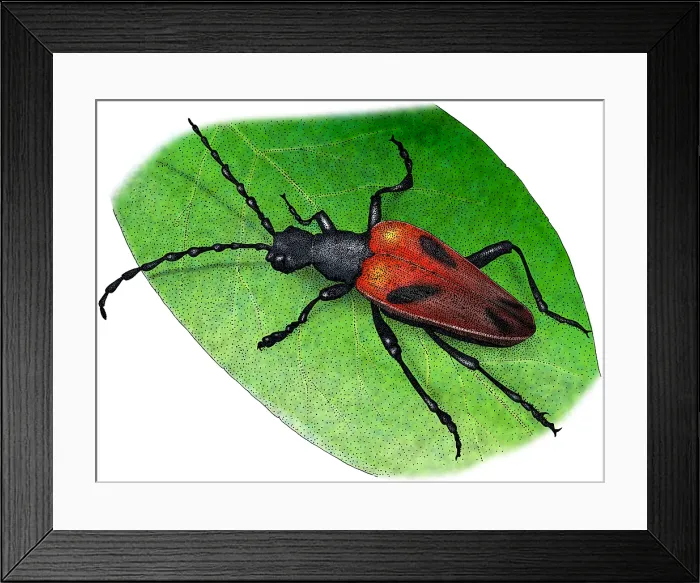 Framed Print : Valley Elderberry Longhorn Beetle Framed Print : Valley Elderberry Longhorn Beetle