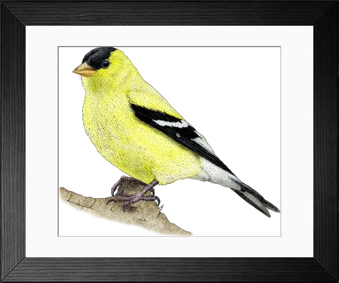 Framed Print : American Goldfinch Framed Print : American Goldfinch