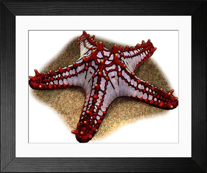 Framed Print : Red Knobbed Starfish Framed Print : Red Knobbed Starfish