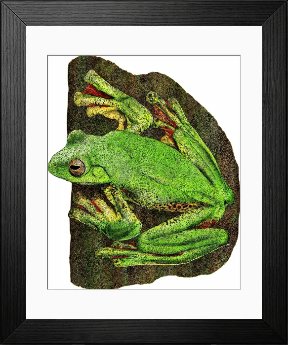 Framed Print : Malabar Gliding Frog Framed Print : Malabar Gliding Frog