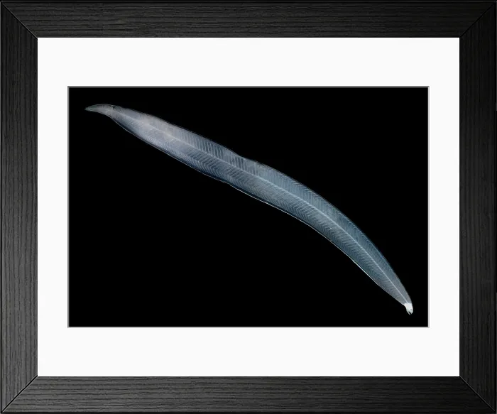 Framed Print : Leptocephalus Larva