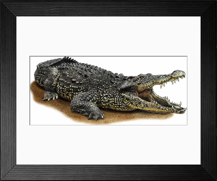 Framed Print : Cuban Crocodile Framed Print : Cuban Crocodile