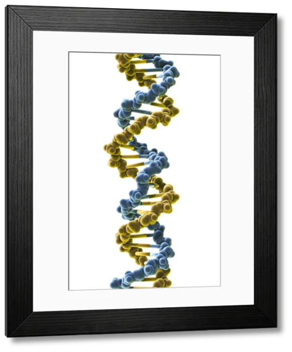 Framed Print : DNA, Molecular Model