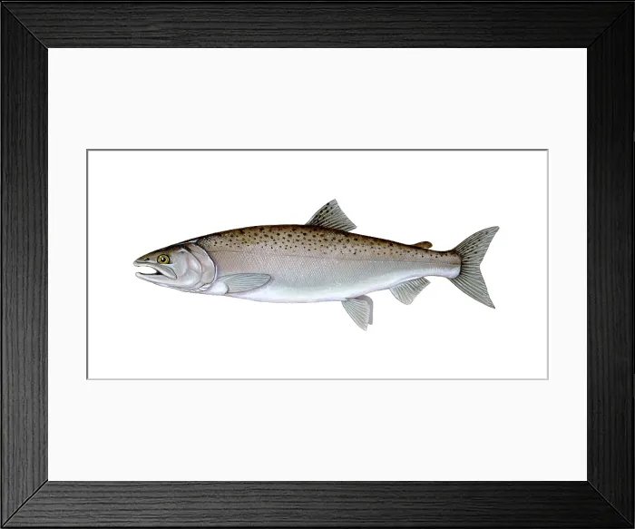 Framed Print : Coho Salmon Framed Print : Coho Salmon