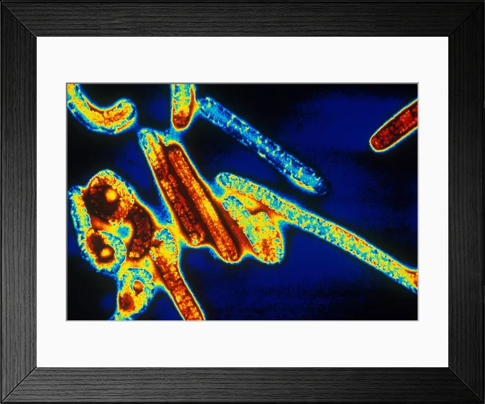 Framed Print : Marburg Virus (TEM) Framed Print : Marburg Virus (TEM)