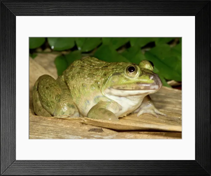Framed Print : Chinese Edible Frog (Hoplobatrachus rugulosus) Framed Print : Chinese Edible Frog (Hoplobatrachus rugulosus)