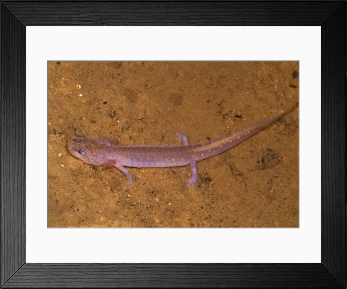 Framed Print : Ozark Blind Cave Salamander Framed Print : Ozark Blind Cave Salamander