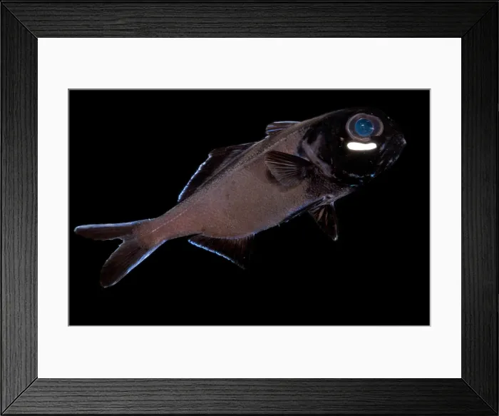 Framed Print : Flashlight Fish Framed Print : Flashlight Fish