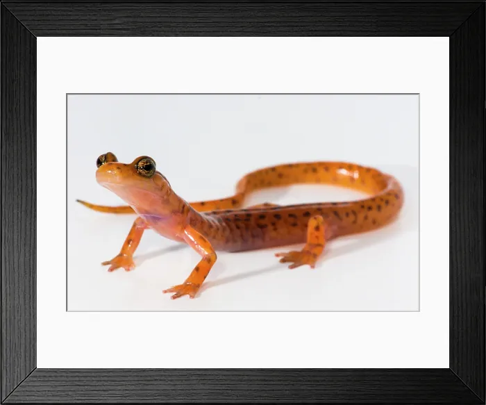 Framed Print : Cave Salamander, Eurycea lucifuga