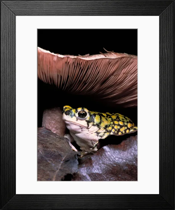 Framed Print : Green toad Framed Print : Green toad